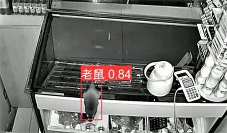 AI视频监控能拍到老鼠？老鼠监控算法说可以